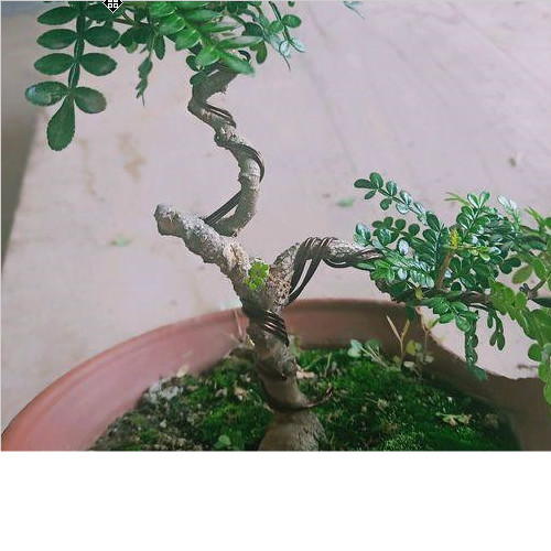 這三種綠植，再貴家里也要養(yǎng)